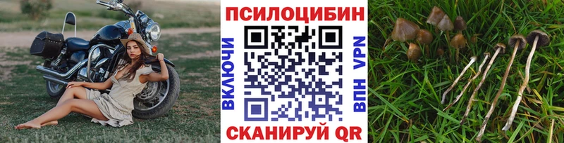 дарнет шоп  Севск  Галлюциногенные грибы Cubensis 